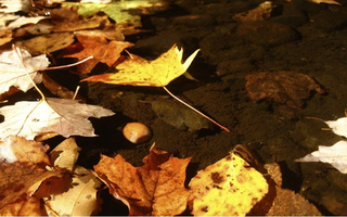 Illustration for article titled Shooting Challenge Fall Leaves Gallery 4